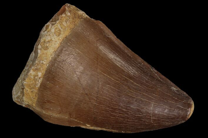 Mosasaur (Prognathodon) Tooth #87623